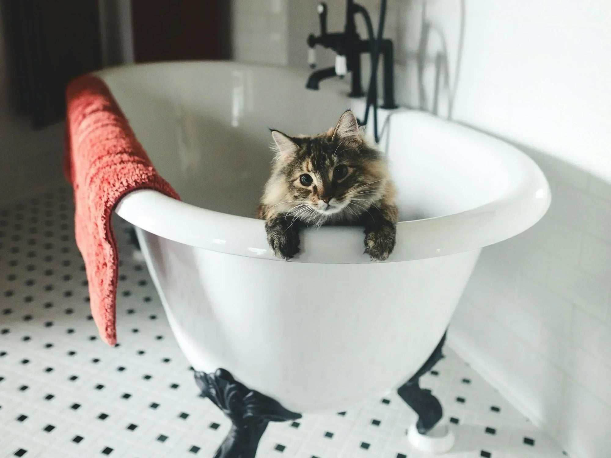 Curious tabby cat at vintage clawfoot tub with red towel, awaiting pet shower.