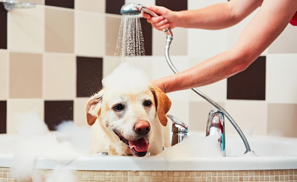How to bathe a dog in a home bathtub setting
