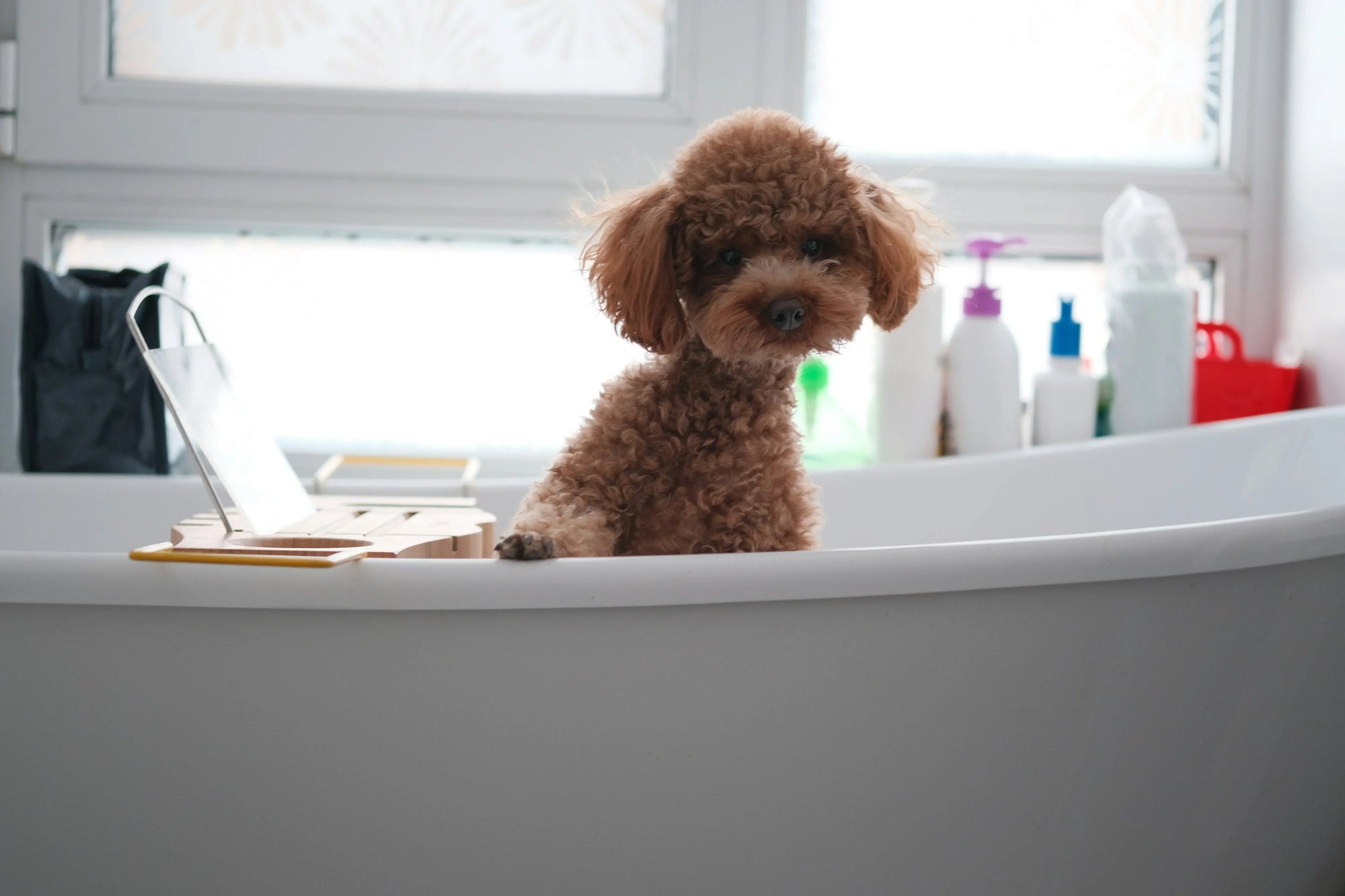 Brown poodle in bathtub appears preparing for washing dog session near window with toiletries.