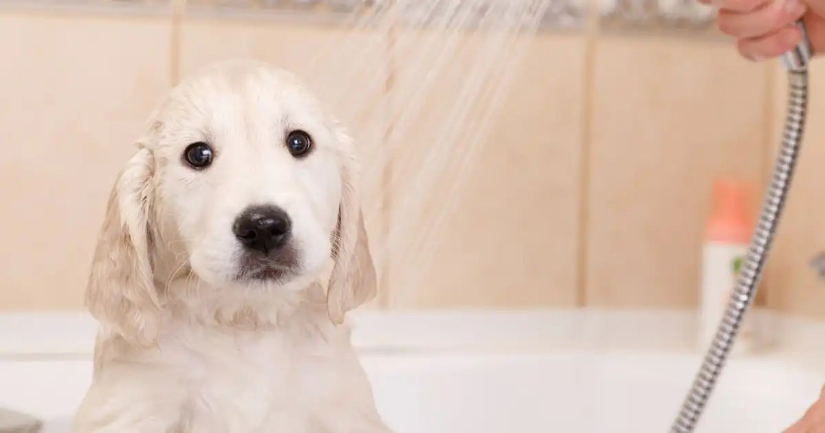 Puppy getting gently rinsed with a shower head – how to give a dog a bath